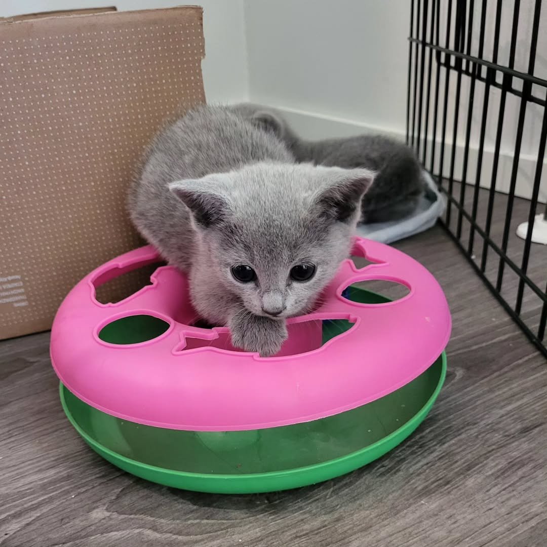 Russian Blue Baby Kittens for Sale California - Newborn Russian Blue Kittens - Premium Breeder - Champion Bloodline