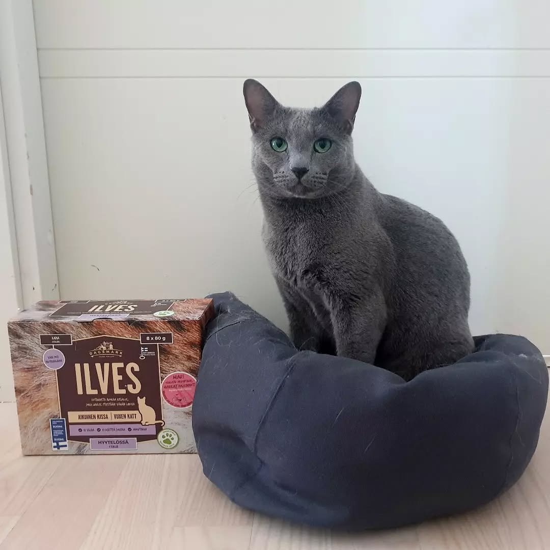 Russian Blue Breeding King California - Stud Cat - Champion Russian Blue Male - Premium Genetics