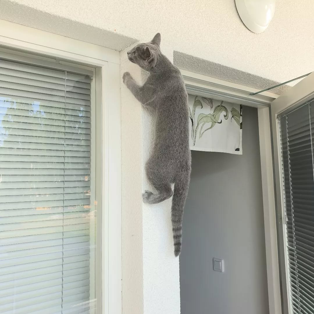 Playful Russian Blue Kittens California Breeder - Active Kittens - Well Socialized - Home Raised Russian Blue