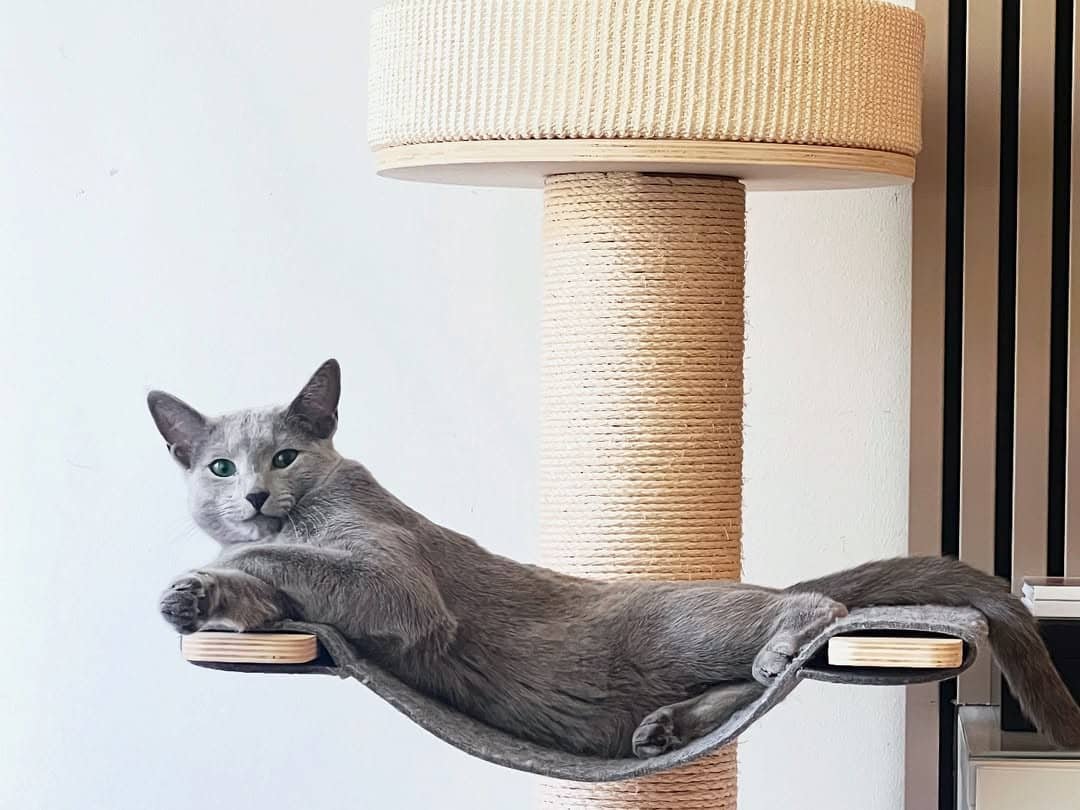 Russian Blue Kitten Resting California - Comfortable Kitten - Well Cared For - Premium Cattery